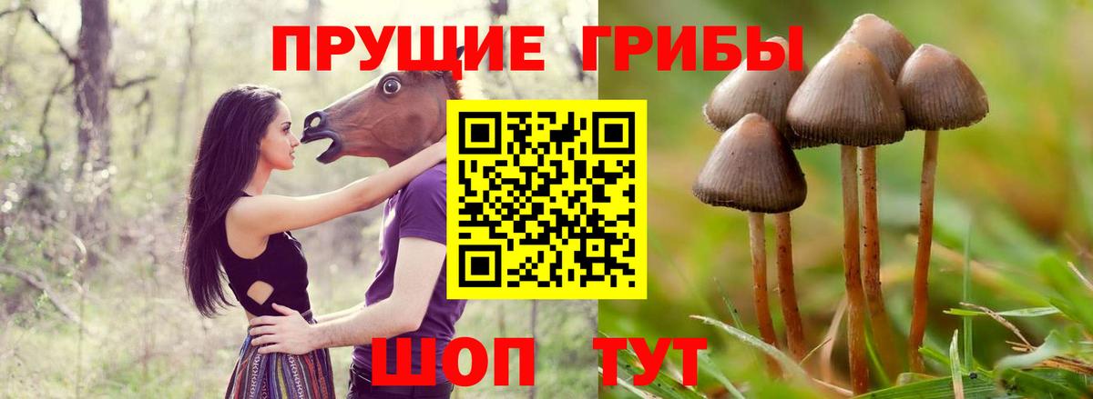 Галлюциногенные грибы Psilocybe Чернушка